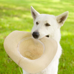 dog-holding-hat-his-mouth-49193384