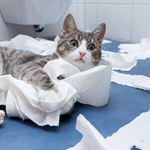 little tiger cat playing in the bathroom with toilett paper