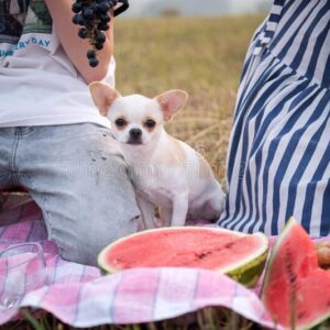 family-picnic-dog-beige-puppy-chihuahua-sits-pink-plaid-near-watermelon-pastime-185486350