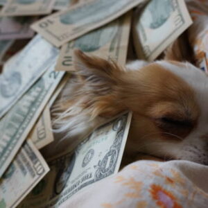sweet chihuahua is resting in the bed money