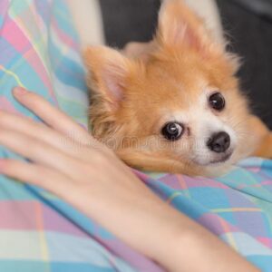 young-brown-chihuahua-puppy-dog-relaxing-woman-body-part-lovely-143873262