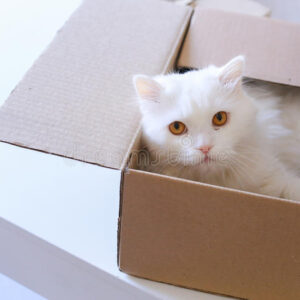 big-white-cat-crawled-box-sitting-inside-cute-sniffs-looking-to-left-parcel-lying-sofa-sits-86099443