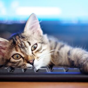 happy-cute-kitten-lying-keyboard-cozy-morning-home-background-space-copying-selective-focus-horizontal-196688736