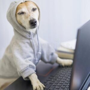 relaxed-smiling-dog-working-project-online-using-computer-laptop-pet-wearing-gray-comfortable-hoodie-freelancer-work-176565020